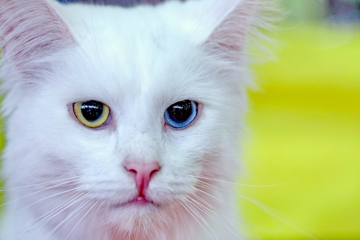 Kulturgut auf vier Pfoten: Über 700.000 Internetnutzer verfolgen Livestream der Ankara-Katzen